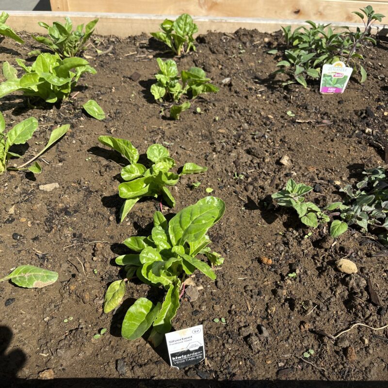 Seedlings growing in a garden