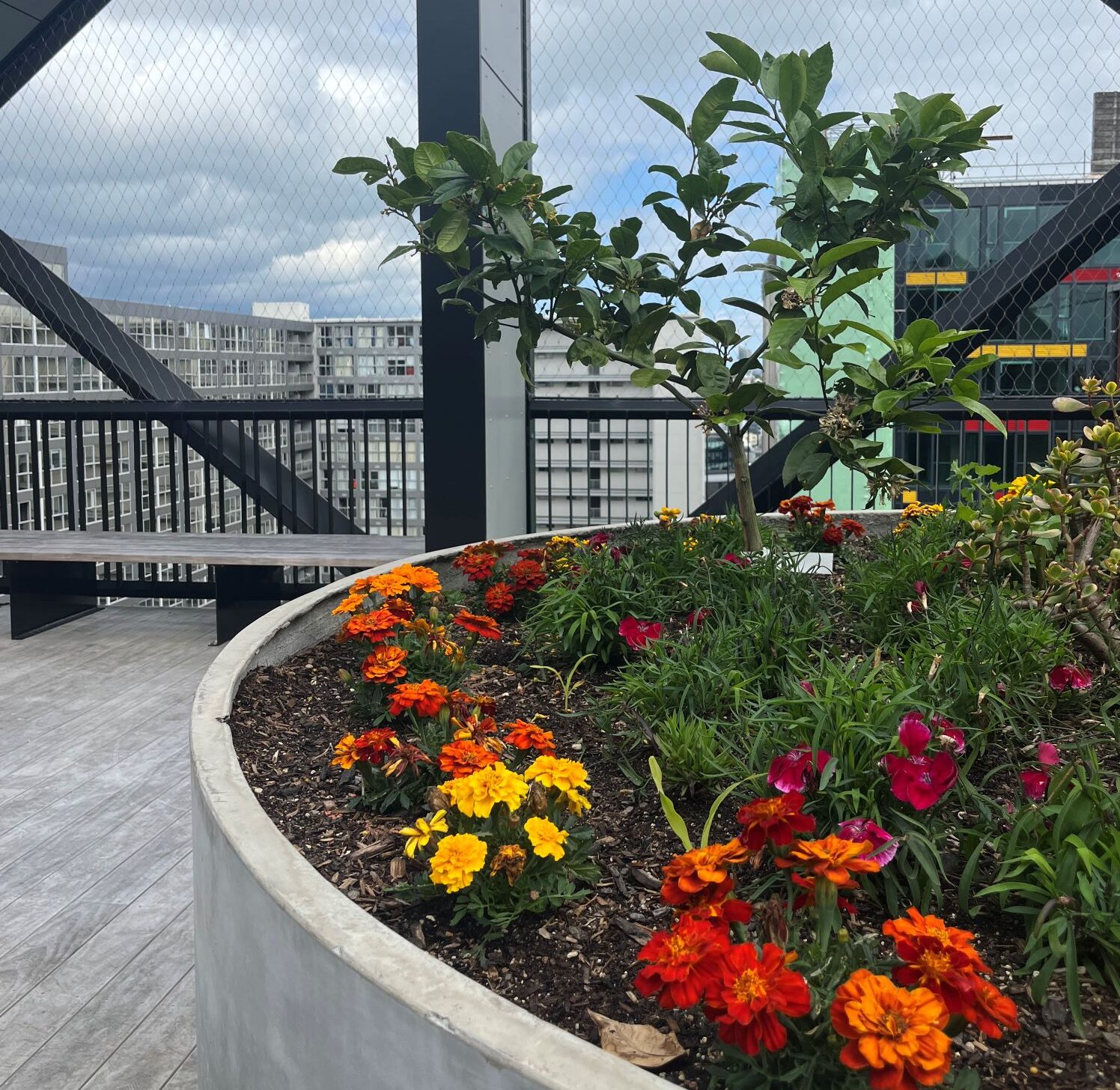 A garden of yellow, orange and red blooms at Matatihi rooftop garden.